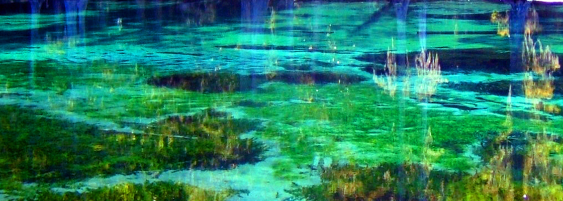 Clear spring waters with aquatic vegetation