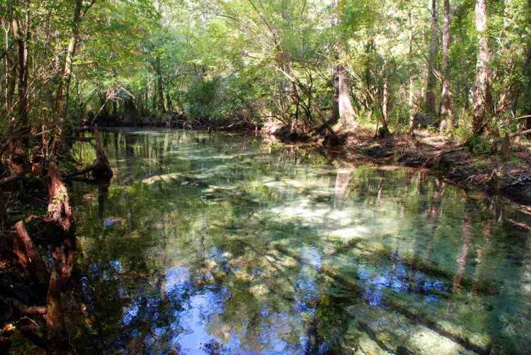 Econfina_Williford Spring site_banner