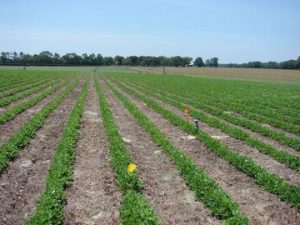 SBR_Photo_for_Web_large