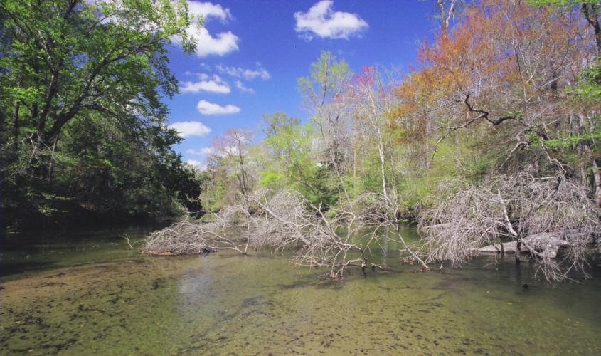 Econfina_Williford Spring site_banner